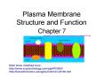 Plasma Membrane Structure and Function PowerPoint PPT Presentation