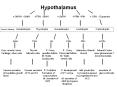 Hypothalamus PowerPoint PPT Presentation