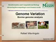 Population Genetics Bovine genome analysis