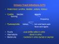 Urinary Tract Infections UTI PowerPoint PPT Presentation