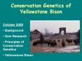 Conservation Genetics of Yellowstone Bison PowerPoint PPT Presentation