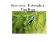 Hemiptera: Heteroptera: True Bugs PowerPoint PPT Presentation