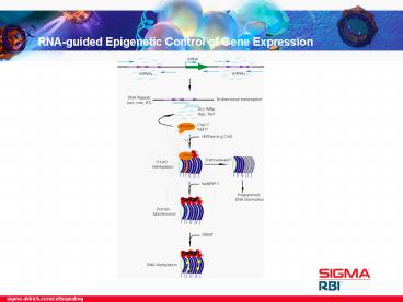 RNAguided Epigenetic Control of Gene Expression