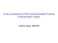 In situ Localization of MT3 and Associated Proteins in Mouse Brain Tissue PowerPoint PPT Presentation