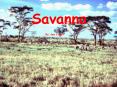Savanna PowerPoint PPT Presentation