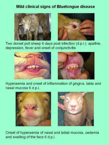 presentation player overlay