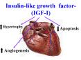 Insulinlike growth factor IGFI PowerPoint PPT Presentation