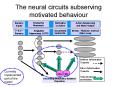 The neural circuits subserving motivated behaviour PowerPoint PPT Presentation