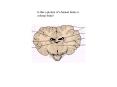 Is this a picture of a human brain or a sheep brain PowerPoint PPT Presentation