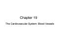 The Cardiovascular System: Blood Vessels PowerPoint PPT Presentation