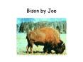 Bison by Joe PowerPoint PPT Presentation