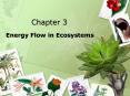 Energy Flow in Ecosystems PowerPoint PPT Presentation