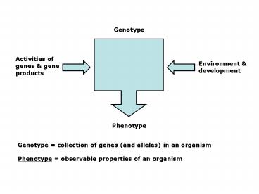Genotype