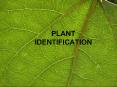 PLANT IDENTIFICATION PowerPoint PPT Presentation
