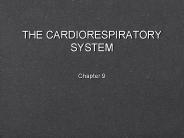 THE CARDIORESPIRATORY SYSTEM