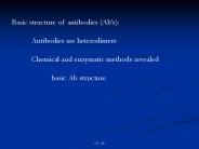 Basic structure of antibodies Abs: