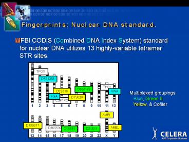 Fingerprints: Nuclear DNA standard.