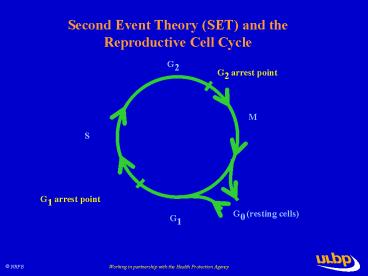 Intestinal Neoplasia in Min mice