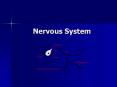 Nervous System PowerPoint PPT Presentation
