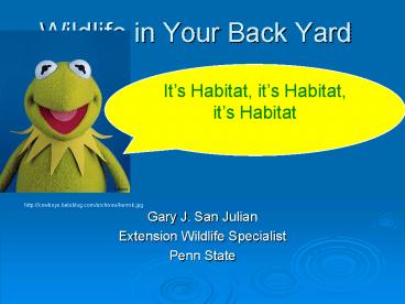 Wildlife in Your Back Yard