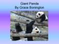Giant Panda By Grace Bonington PowerPoint PPT Presentation