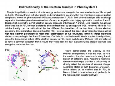 Bidirectionality of the Electron Transfer in Photosystem I