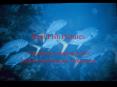 Reef Fish Pictures PowerPoint PPT Presentation