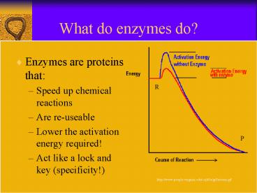 AP Lab 2: Enzyme Catalysis