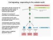 Cell signaling: responding to the outside world