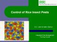 Control of Rice Insect Pests PowerPoint PPT Presentation
