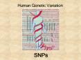 Human Genetic Variation PowerPoint PPT Presentation