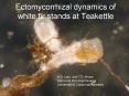 Ectomycorrhizal dynamics of white fir stands at Teakettle PowerPoint PPT Presentation