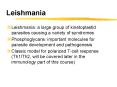 Leishmania PowerPoint PPT Presentation