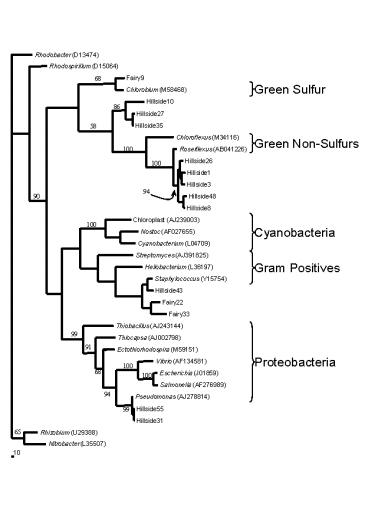 chloroplast aj239003 nostoc af027655 cyanobacterium l0
