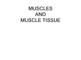 MUSCLES AND MUSCLE TISSUE PowerPoint PPT Presentation