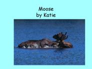 Moose by Katie