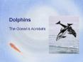 Dolphins PowerPoint PPT Presentation