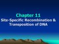 Chapter 11 Site-Specific Recombination PowerPoint PPT Presentation