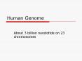 Human Genome PowerPoint PPT Presentation