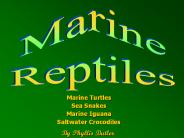 Marine Turtles