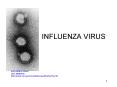 INFLUENZA VIRUS PowerPoint PPT Presentation