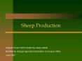 Sheep Production PowerPoint PPT Presentation