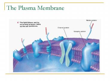 The Plasma Membrane