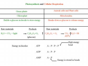 PPT – Photosynthesis and Cellular Respiration PowerPoint presentation ...
