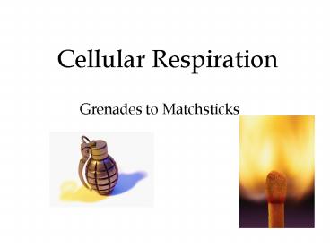 Cellular Respiration