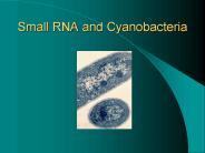 Small RNA and Cyanobacteria