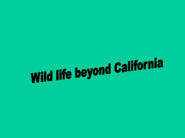 Wild life beyond California