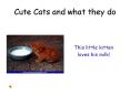 Cute Cats and what they do PowerPoint PPT Presentation