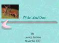 Whitetailed Deer PowerPoint PPT Presentation