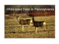 White-tailed Deer in Pennsylvania PowerPoint PPT Presentation